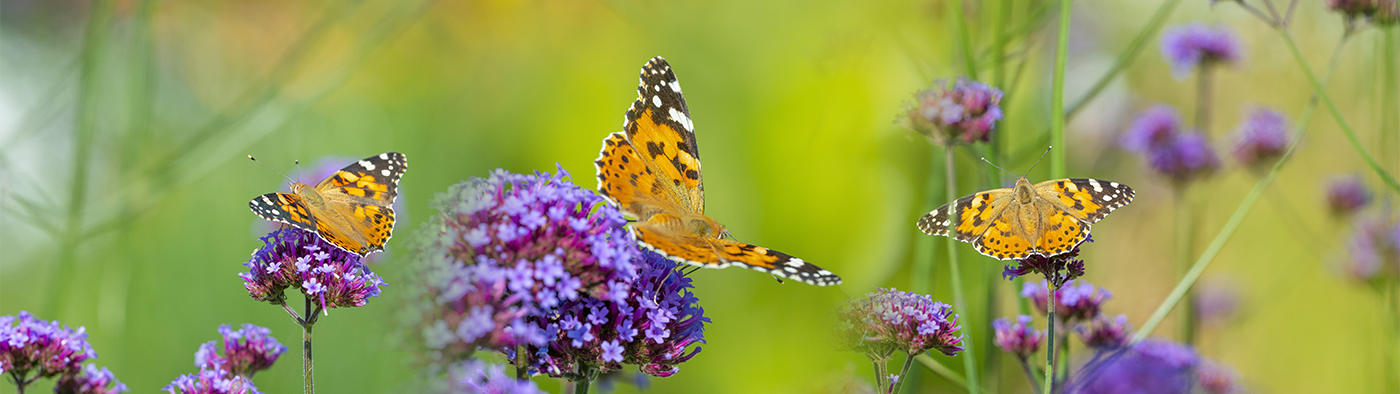 Why falling in love gives you butterflies